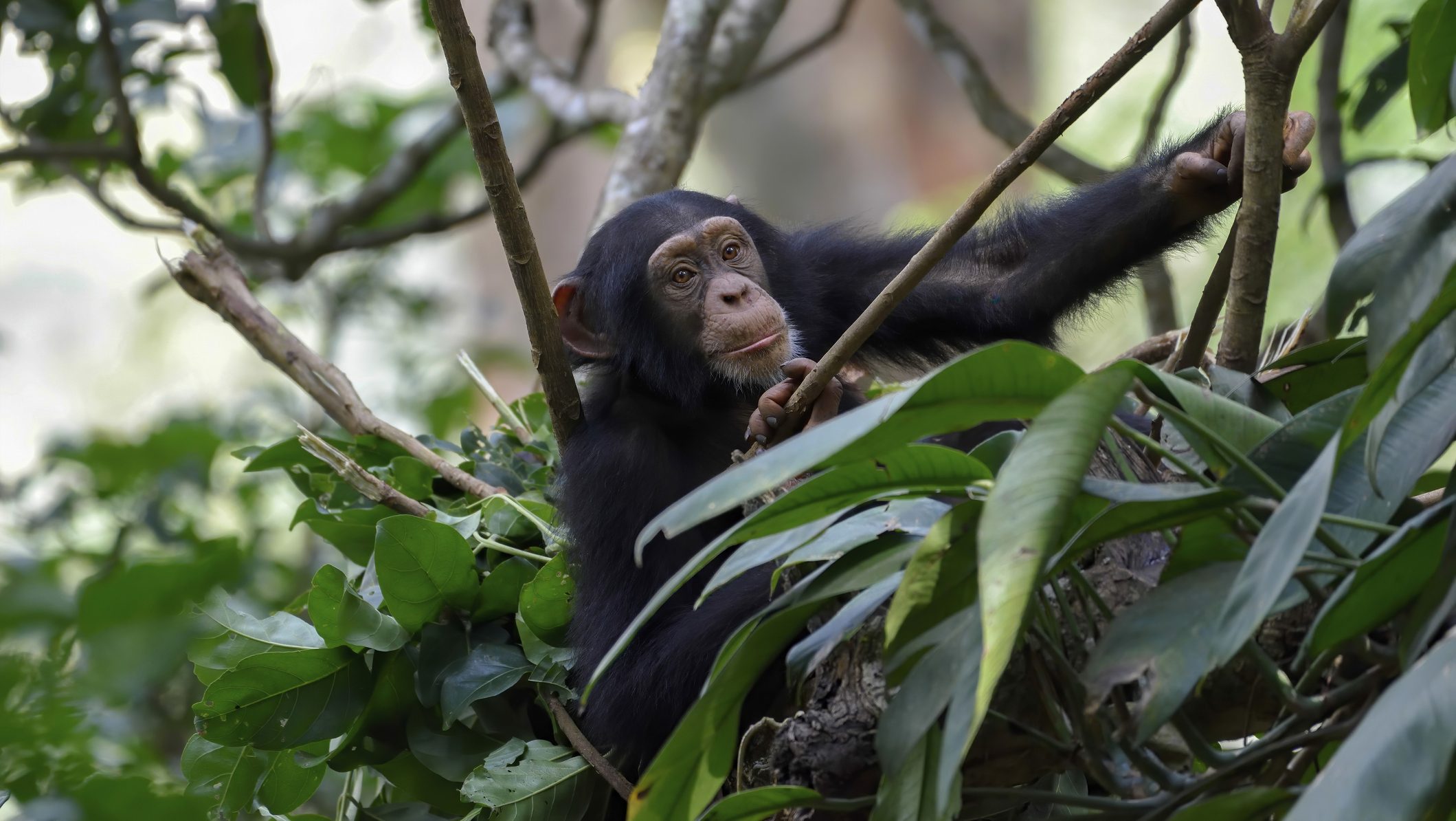 csimpánz, fotó, fészek, kutatás