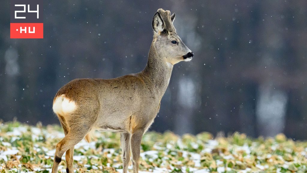 Komoly következményekkel járhat a szarvasagancs gyűjtése