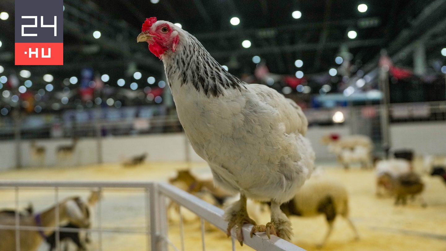 Tényleg él még a csirke a lefejezése után?
