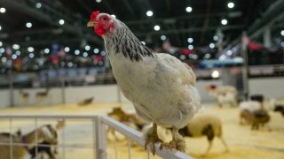 csirke egy kerítésen