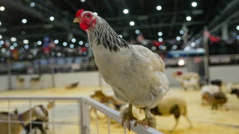 csirke egy kerítésen