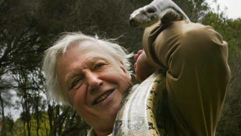 David Attenborough egy kígyóval a vállán, Ausztráliában 2003-ban.