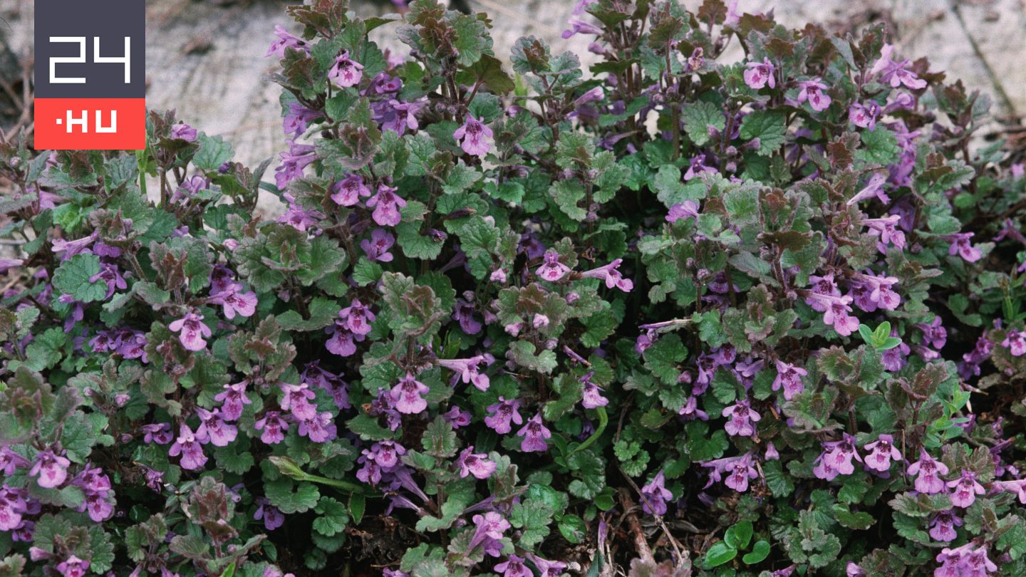 Gyomnövényként írtjuk a kertben, pedig már az ókorban légúti, emésztési és lázas megbetegedéseket kezeltek vele