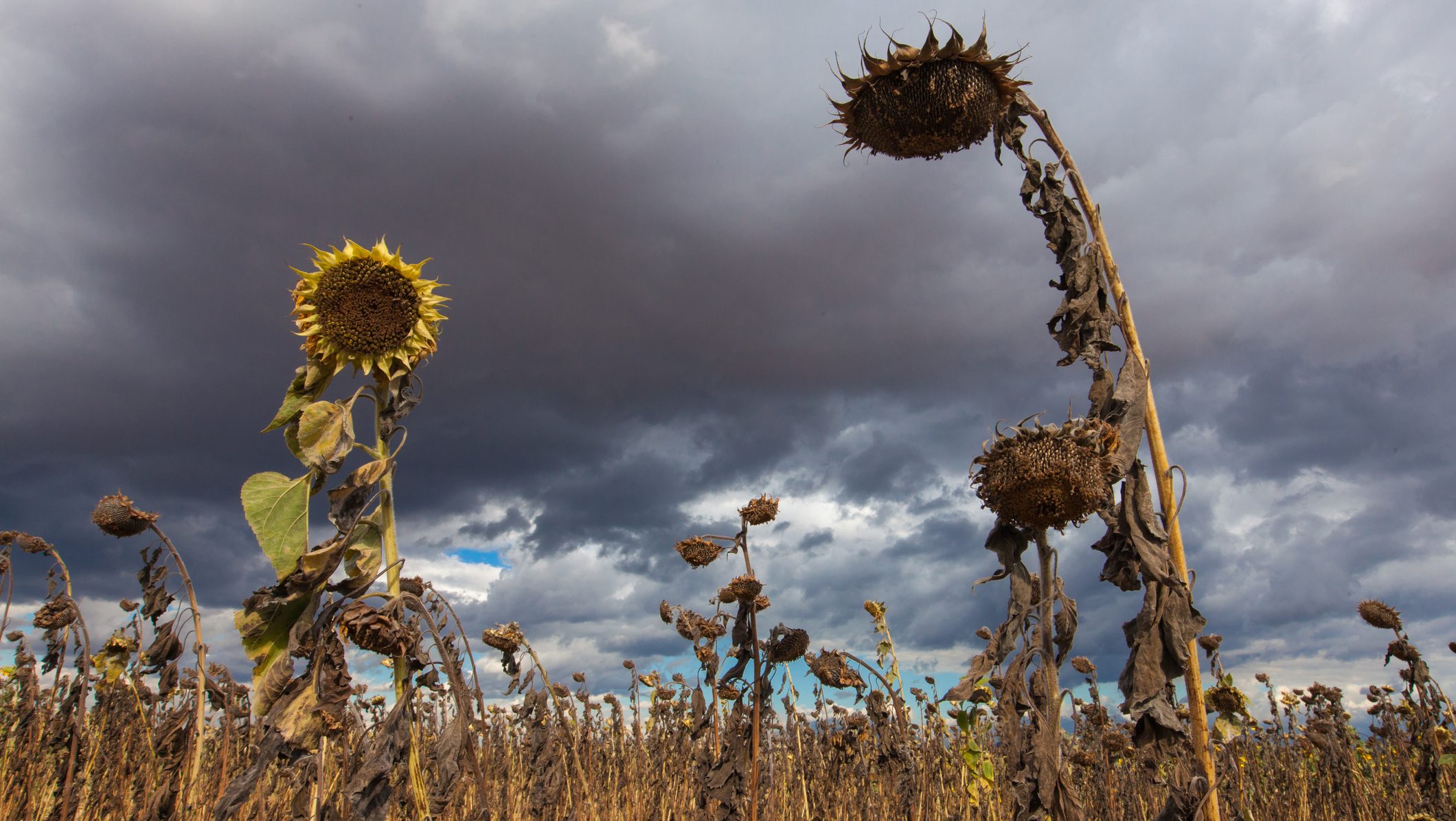 el nino, enso, felmelegedés, időjárás