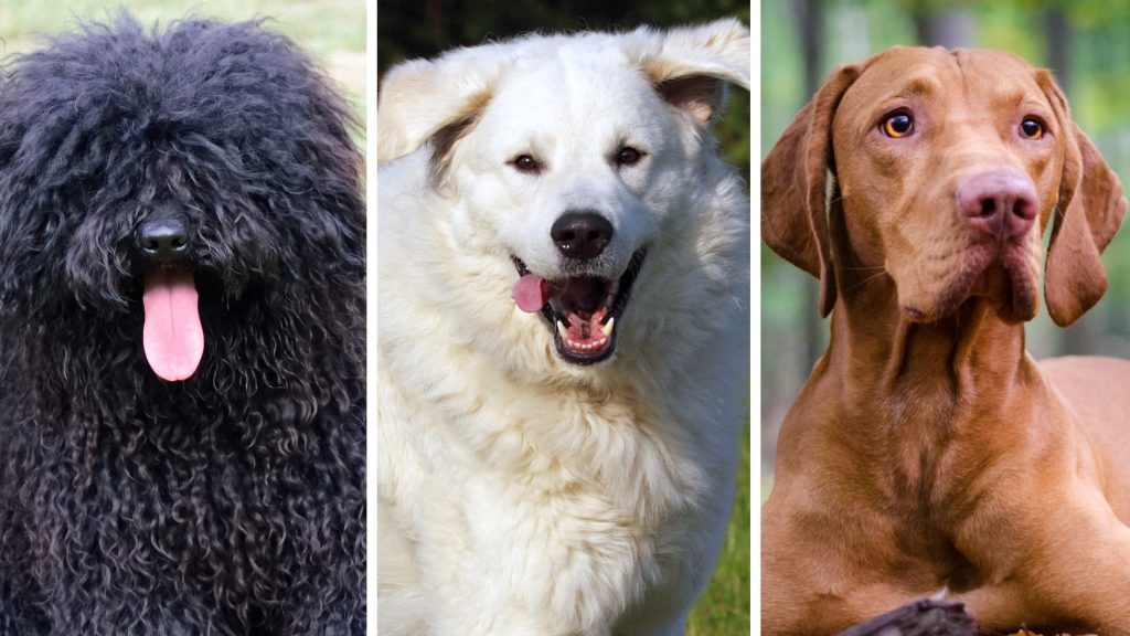 Kvíz: mennyire ismered a magyar kutyafajtákat?