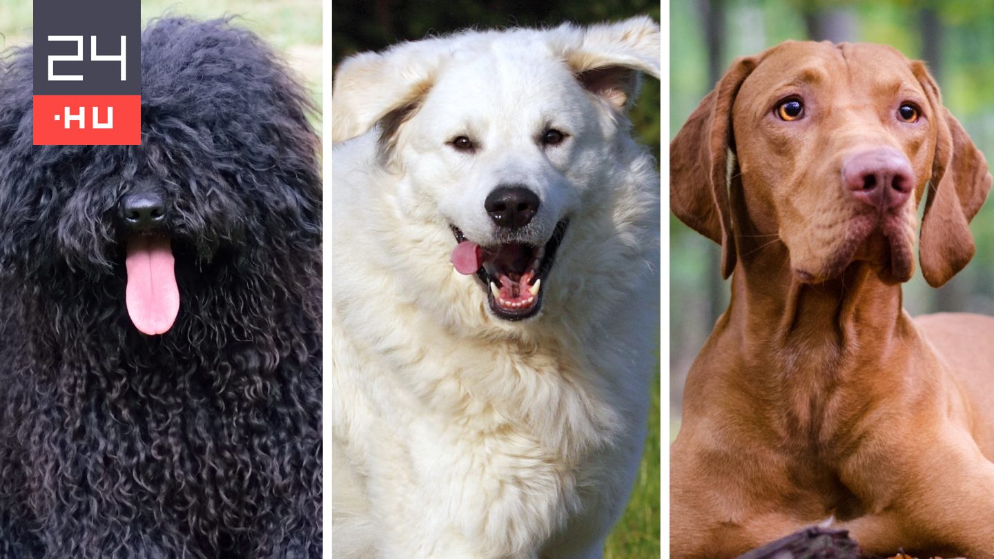 Kvíz: mennyire ismered a magyar kutyafajtákat?