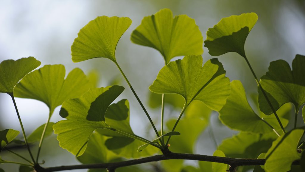 Mégsem javítja memóriánkat a Gingko biloba?