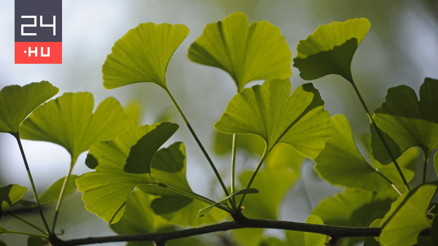 Mégsem javítja memóriánkat a Gingko biloba?