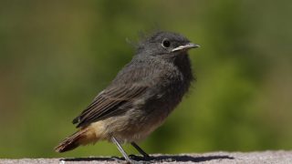 Házi rozsdafarkú fióka