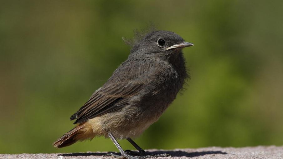 Házi rozsdafarkú fióka