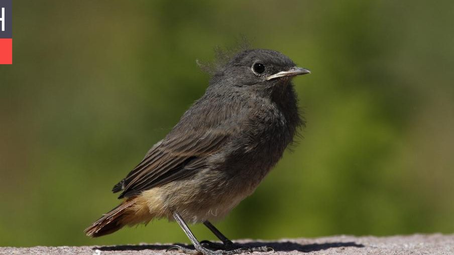 Nem minden földön talált fióka szorul segítségre