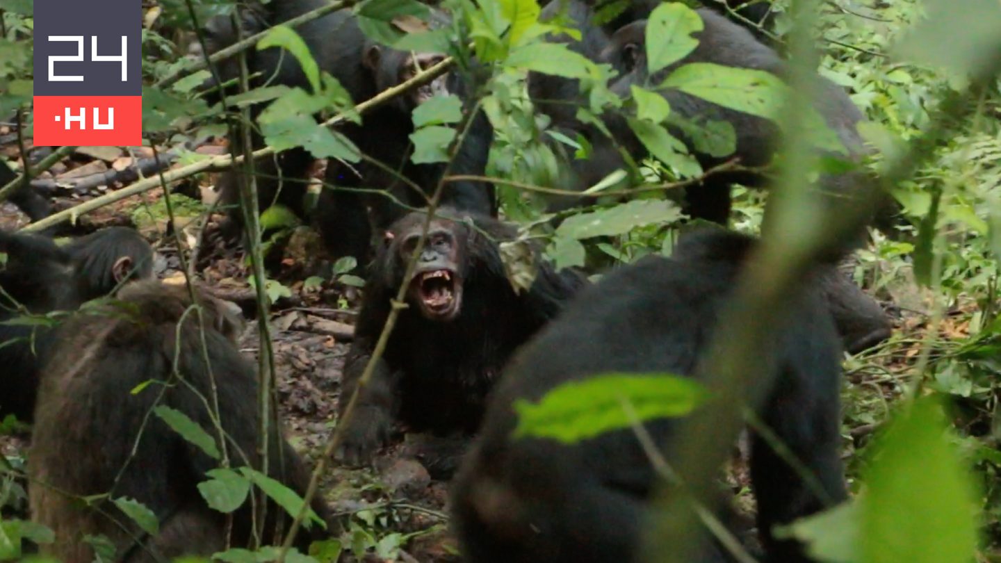 Polgárháború robbant ki egy ugandai csimpánzközösségben