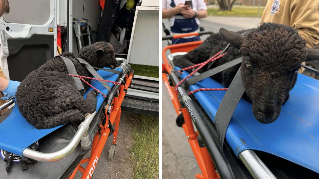 Elütöttek egy elszabadult fekete bárányt Budapesten, mindkét lába eltört