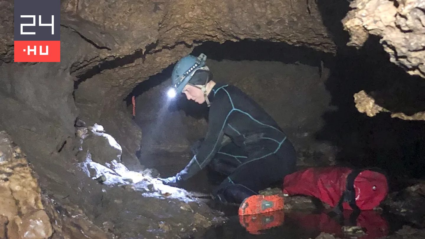 A kutatókat is meglepte, milyen ősi állatok maradványaira bukkantak