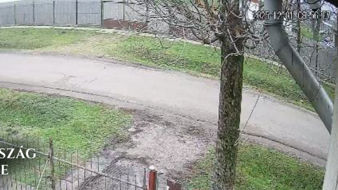 Megfogta a csirkével játszó kutya hátsó lábait, és addig verte a villanyoszlophoz, amíg az el nem pusztult