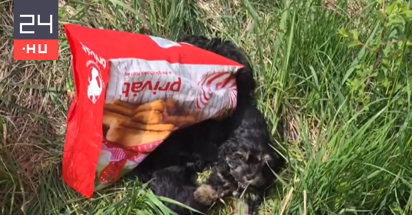 Négy kutyakölyök került ki szatyorban, terápiásak lehetnek.