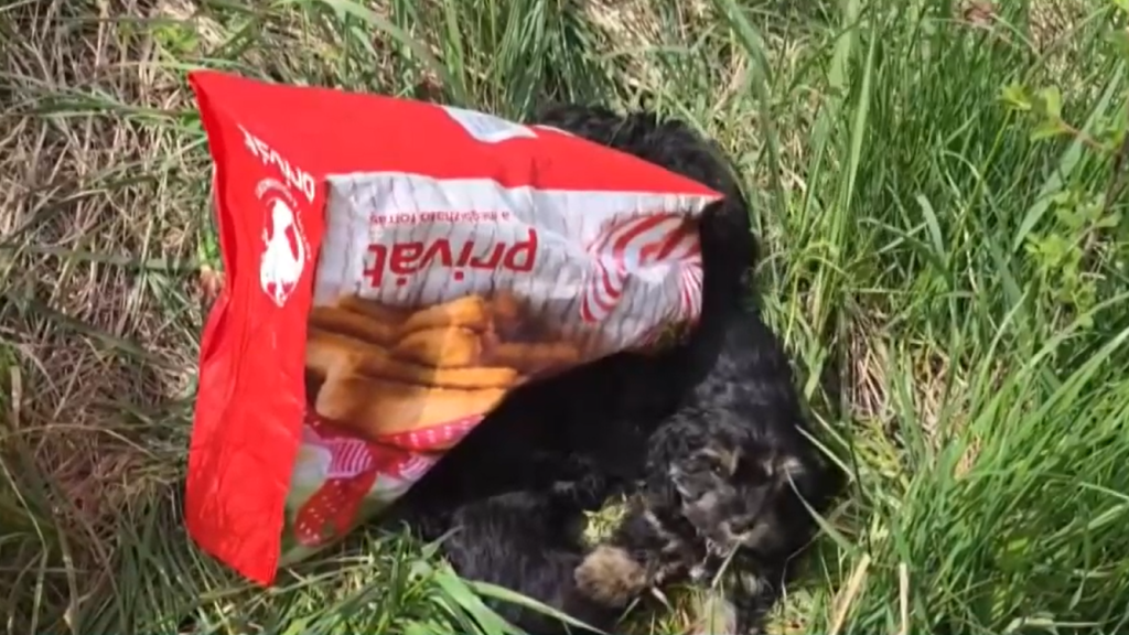 Szatyorban raktak ki négy kutyakölyköt, terápiás kutya lehet belőlük