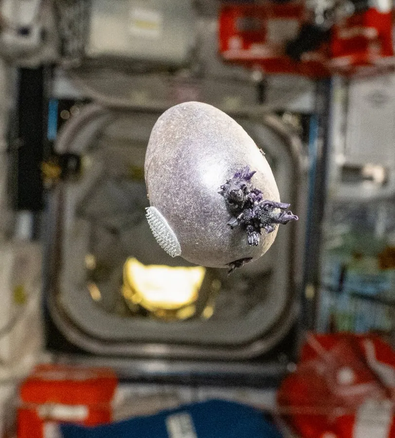 Don Pettit, a NASA űrhajósa a Nemzetközi Űrállomáson végezte el a burgonyatermesztési kísérletet.