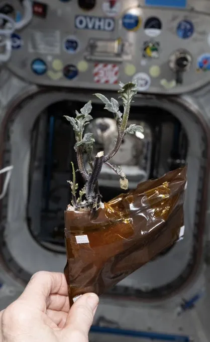 Don Pettit, a NASA űrhajósa a Nemzetközi Űrállomáson végezte el a burgonyatermesztési kísérletet.