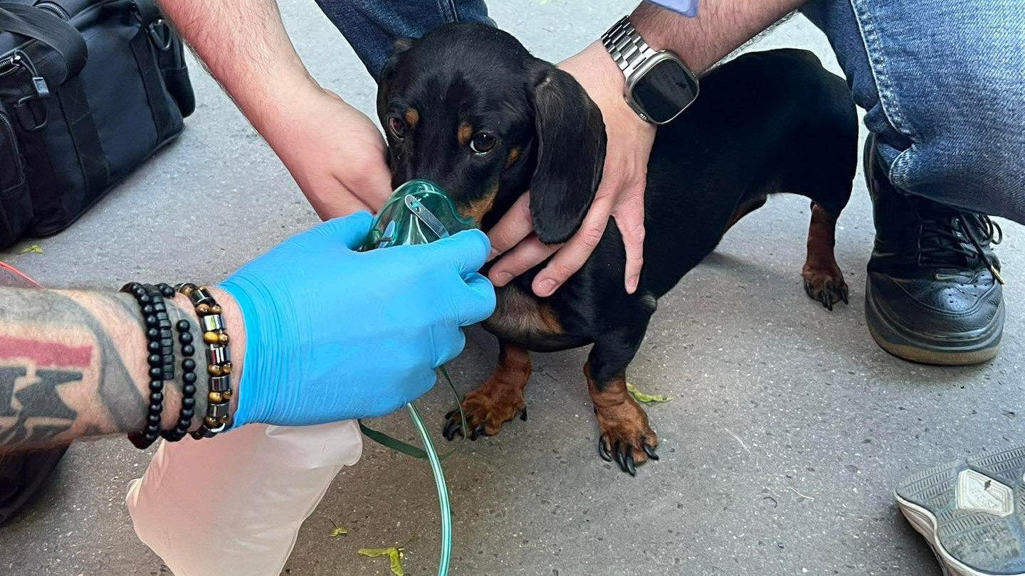 Egy budapesti lakástűz után oxigénterápiában részesített tacskó