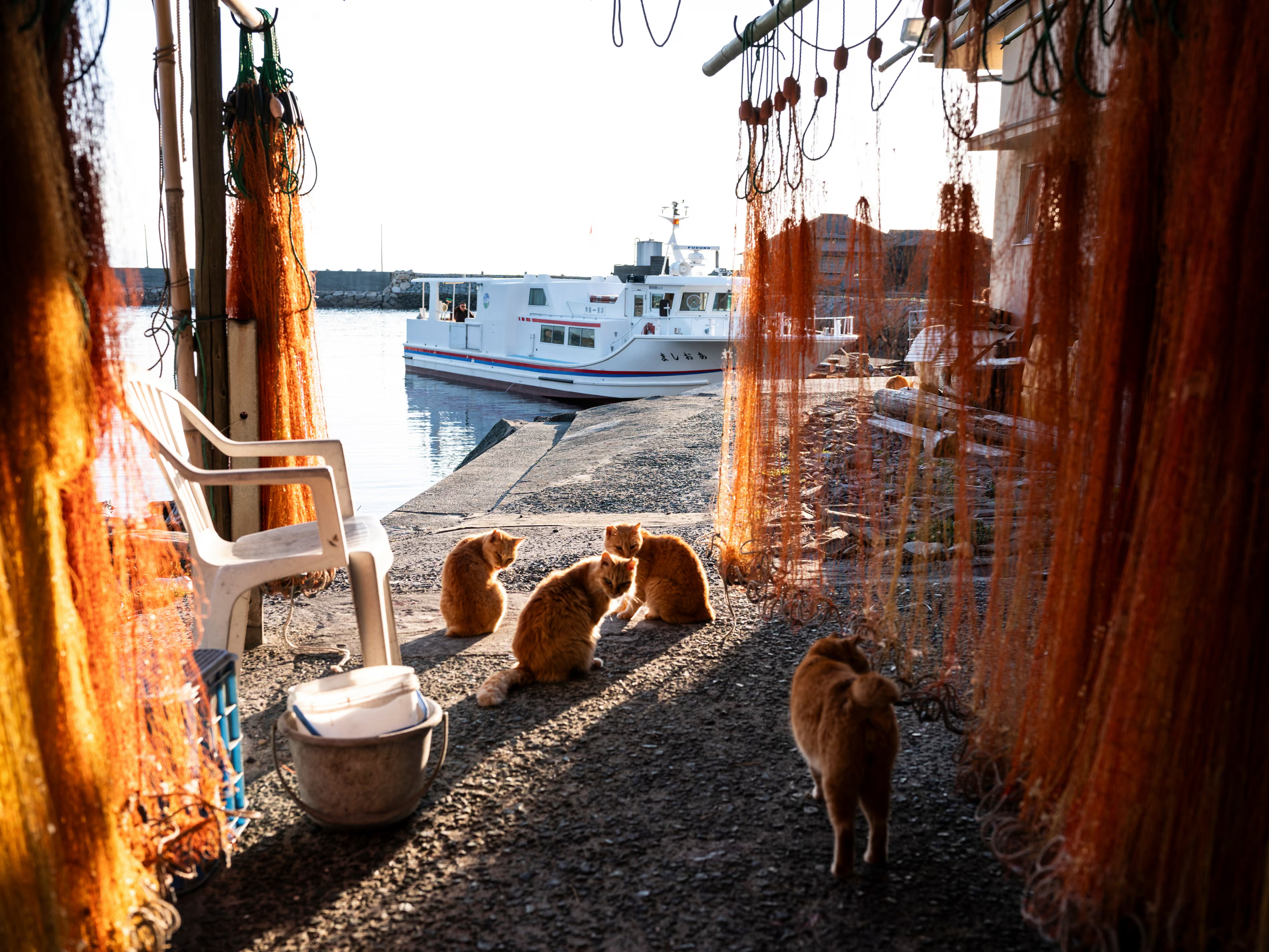 Cicák élvezik a délutáni napsütést.