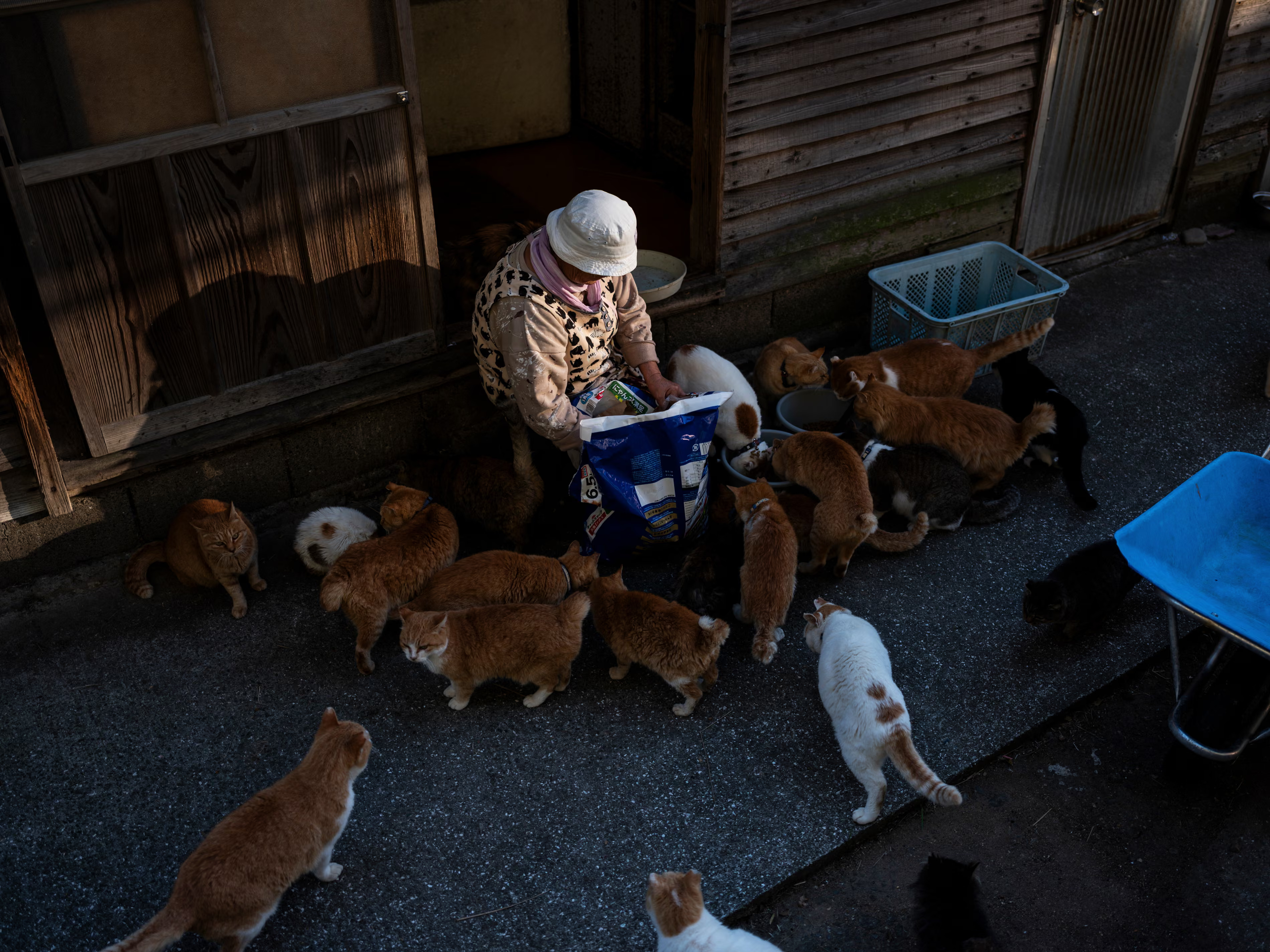 Egy öreg néni eteti a cicákat