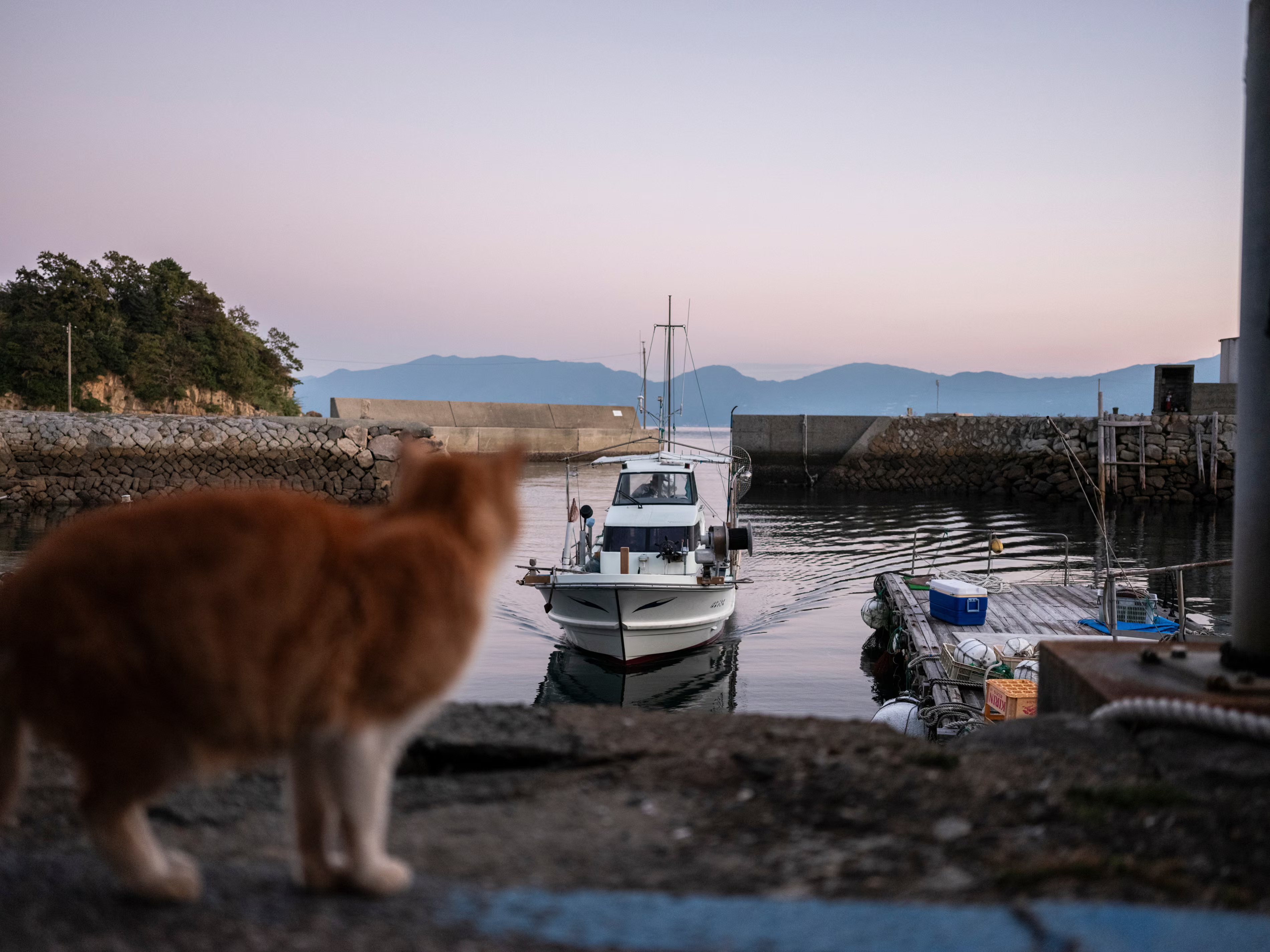 Cica várja a halászhajót