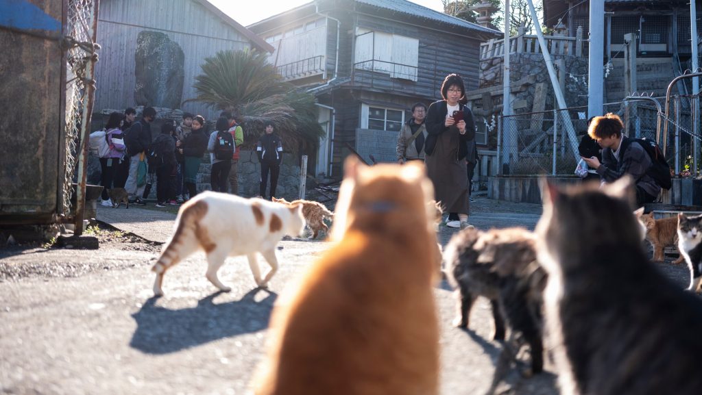 Ezen a szigeten több macska él, mint ember