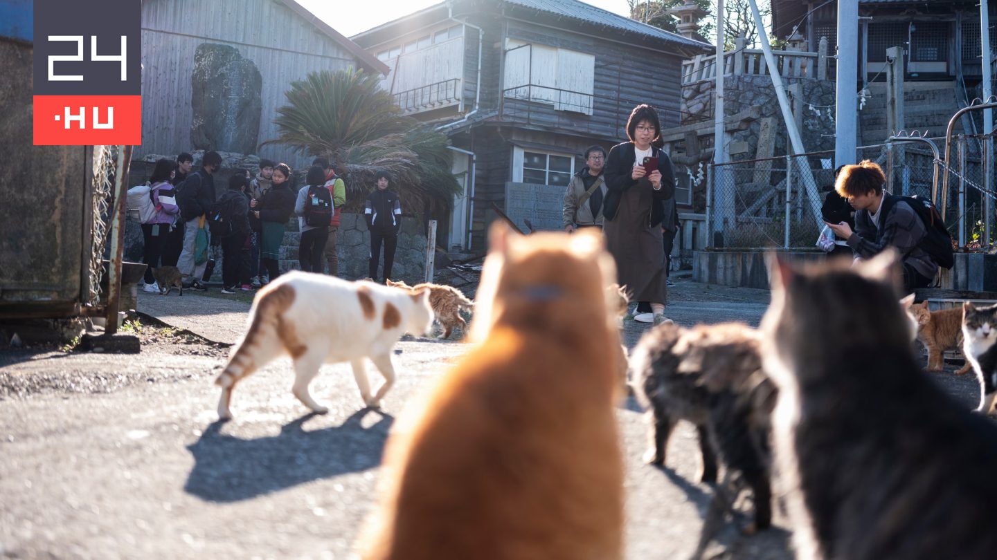 Ezen a szigeten több macska él, mint ember