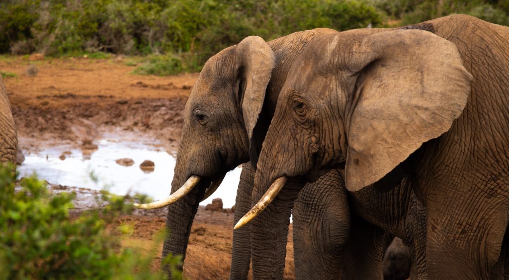 Elefántok tapostak halálra egy amerikai milliomost antilopvadászat közben