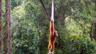 kötéhídon átkelő orangután