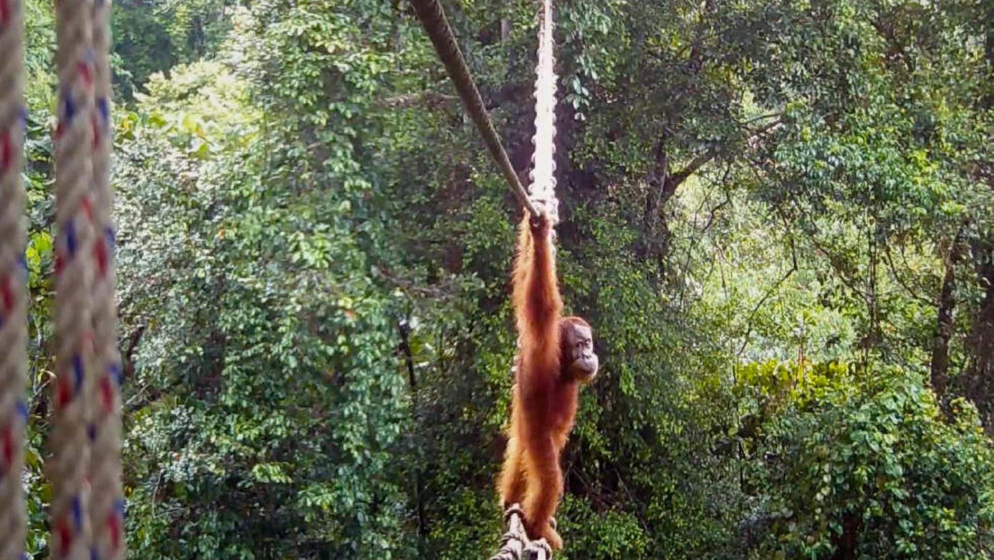 kötéhídon átkelő orangután