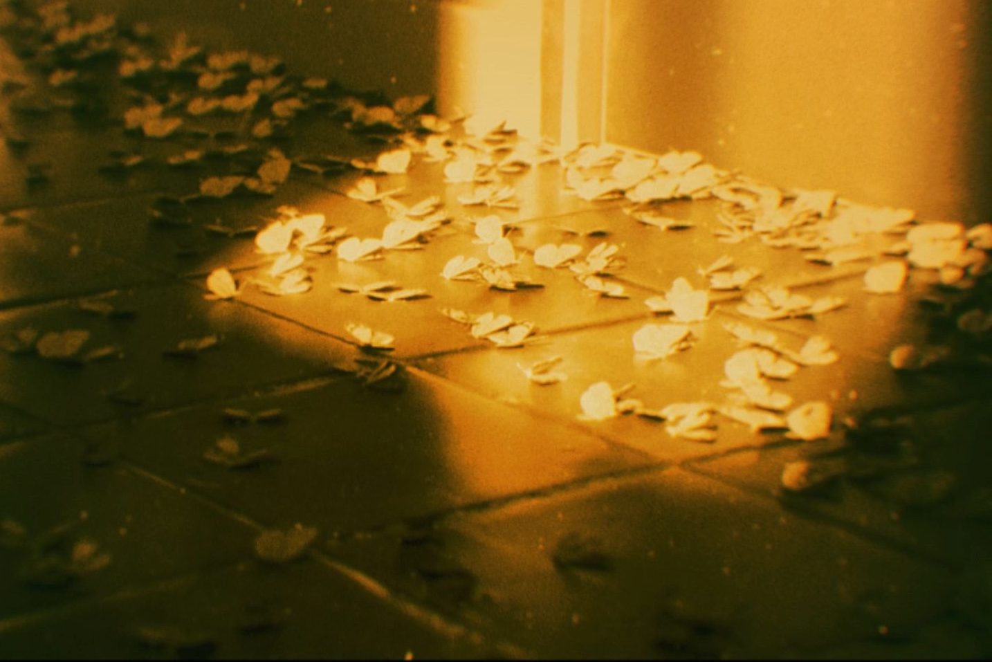 Halott pillangók tömegei lepik be a csernobili atomerőmű épületegyüttesének egyik folyosóját.