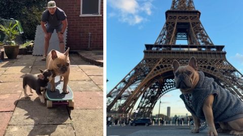 Két kép a közösségi médiában TJ The Frenchie néven ismert influnszer kutyáról.