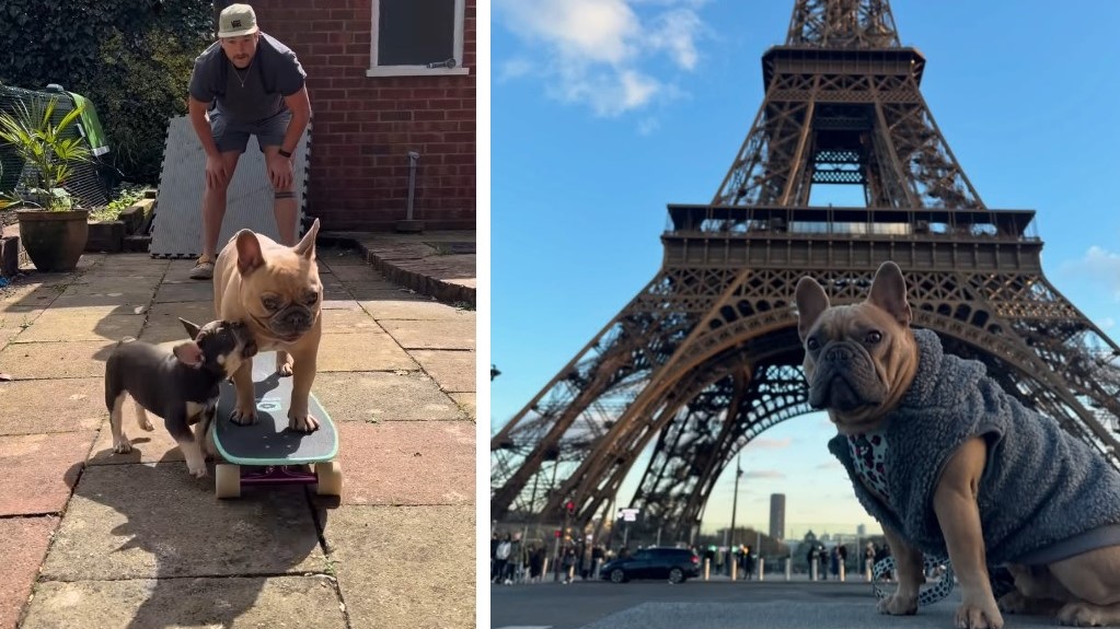 Két kép a közösségi médiában TJ The Frenchie néven ismert influnszer kutyáról.