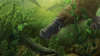 Művészi ábrázolás a fogakkal rendelkező kacsacsőrűről.