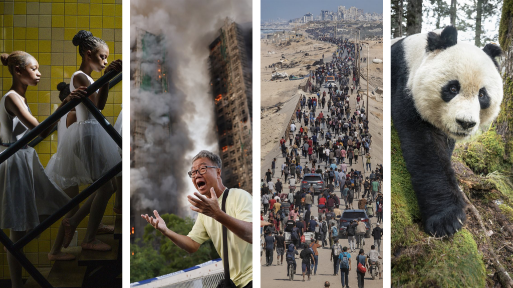 Az év legjobb sajtófotóin lángokban áll a világ, de a pandák legalább még megvannak