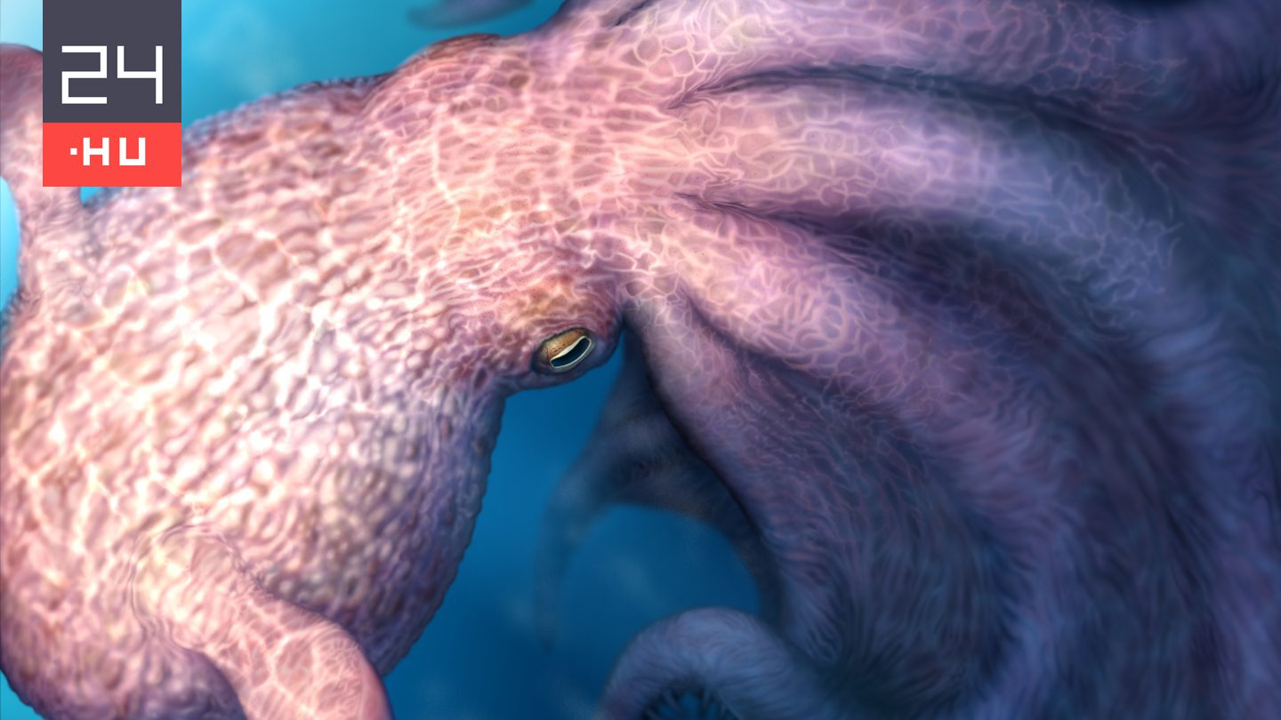 19 méteres óriáspolipokat fedeztek fel Japánban