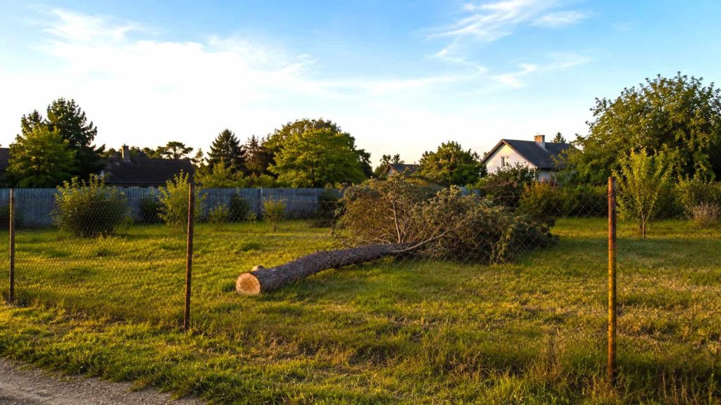 Kivágott egy fát a kertjében, százezrekre büntethetik az érdi férfit