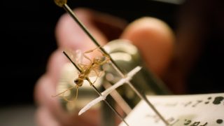 David Attenborough-ról elnevezett új parazita darázs faj egyik példánya.