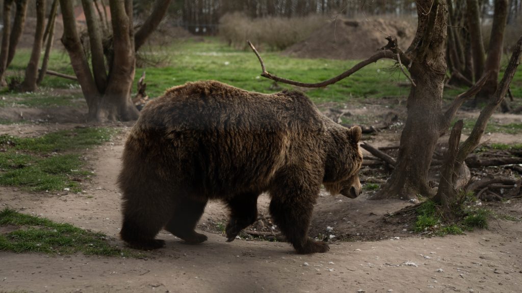 Halálos medvetámadás miatt lőnék ki a mackókat Erdélyben