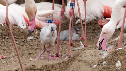 Újszülött flamingók a budapesti állatkertben.