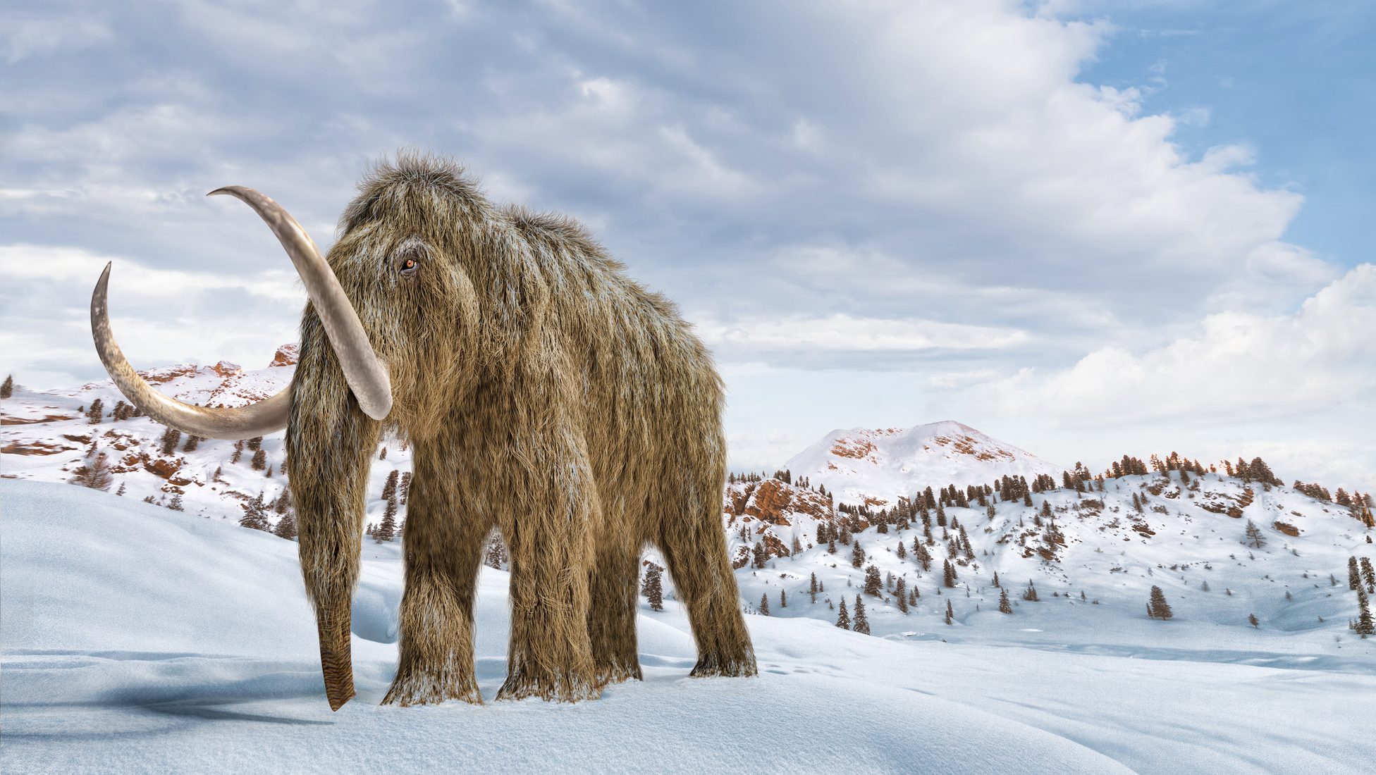 gyapjas mamut, lelet, régészet, tévedés, múzeum, alaszka