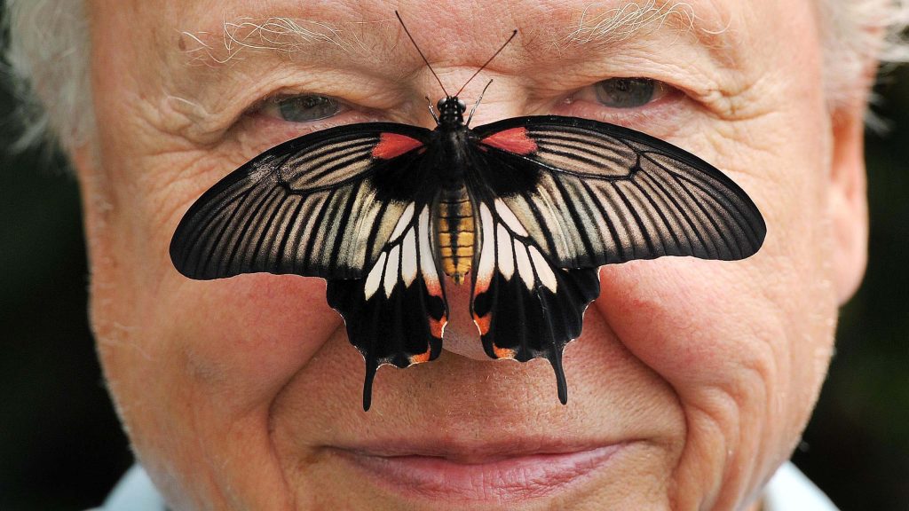 100 éves a természet hangja – képeken David Attenborough legendás pályafutása