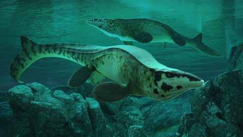 A Tylosaurus rex művészi illusztrációja.