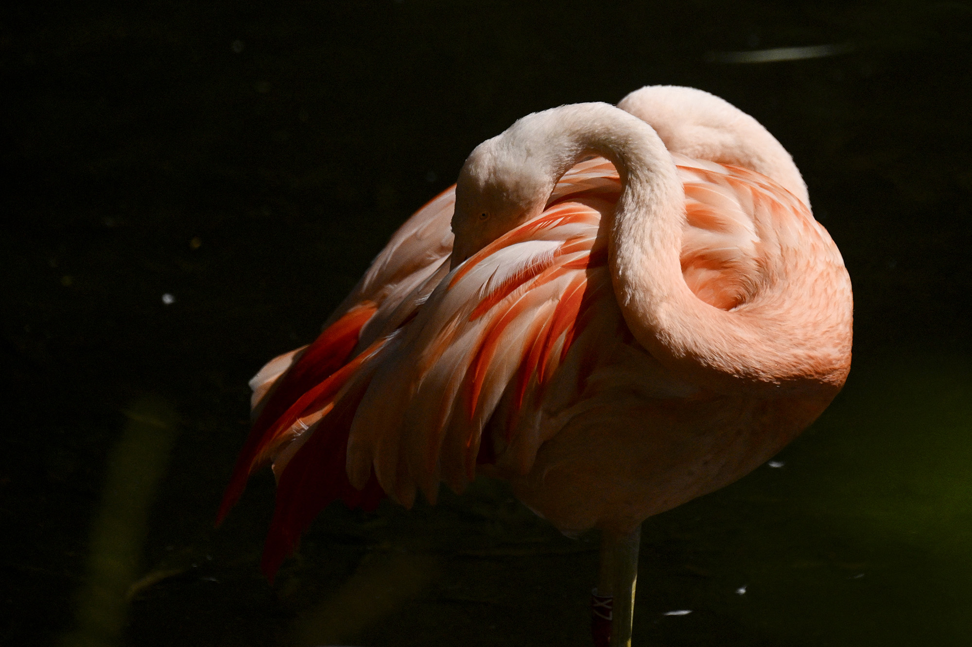 Flamingó a dortmundi állatkertben 2026. június 24-én.