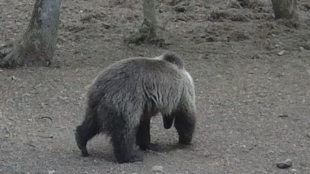 aggteleki nemzeti park, medve, barnamedve,
