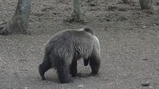 aggteleki nemzeti park, medve, barnamedve,