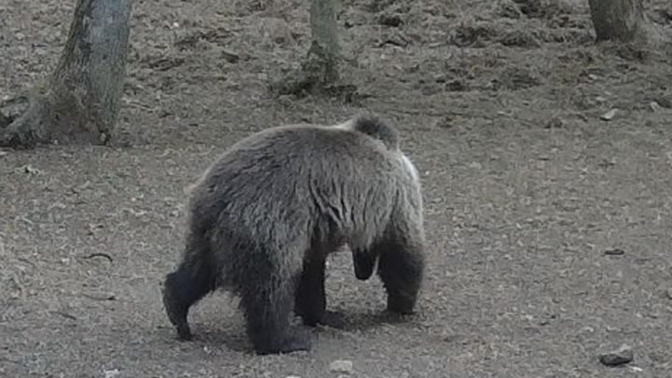aggteleki nemzeti park, medve, barnamedve,