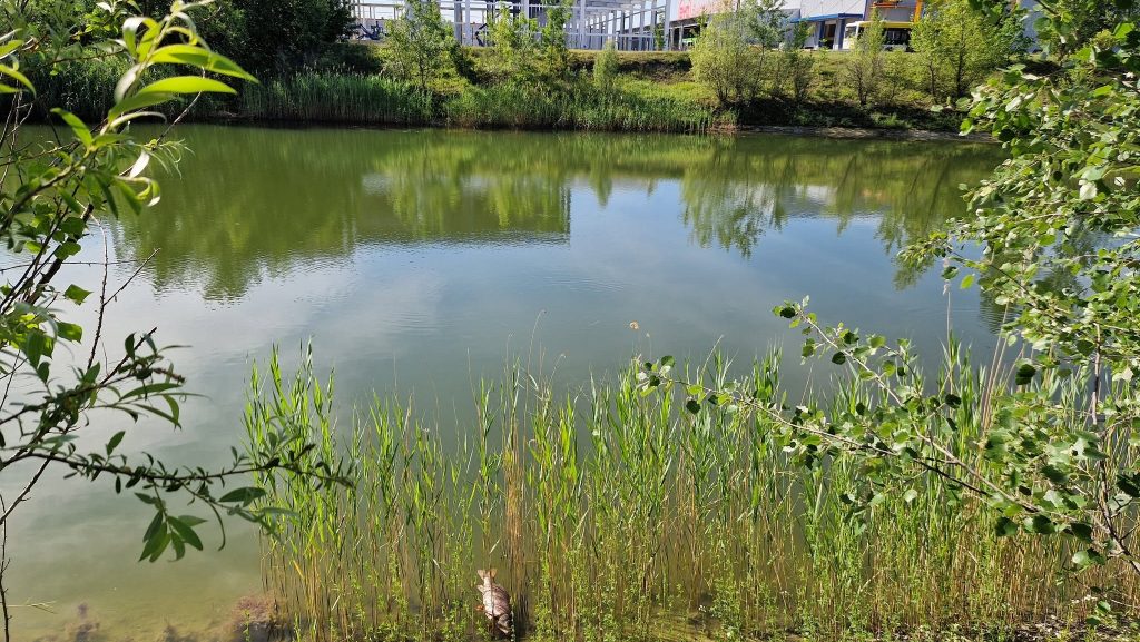 Greenpeace: Magzatkárosító oldószert mutattak ki a komáromi ipari park víztározójában
